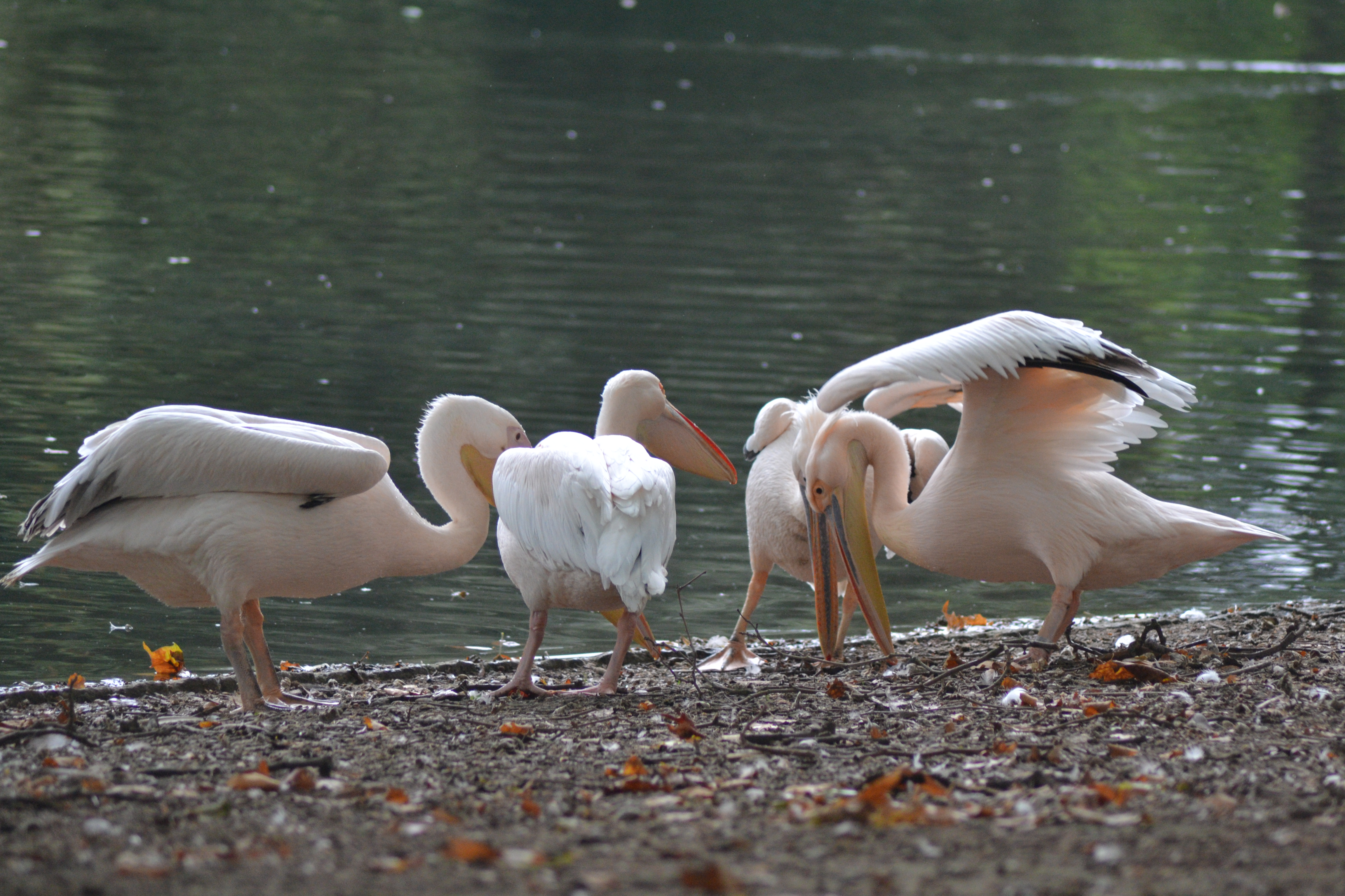 Pelicans near a pond